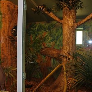 Cotton-Top Tamarin Exhibit