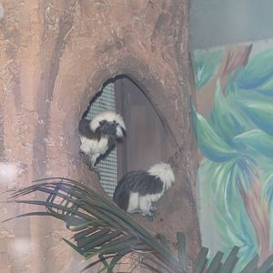 Cotton-Top Tamarins