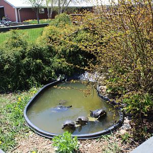 Turtle Pond