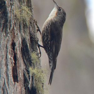 White-throated tree-creeper