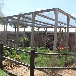 Ring-Tailed Lemur Outdoor Exhibit