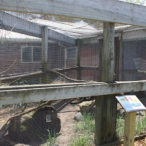 Coati Outdoor Exhibit