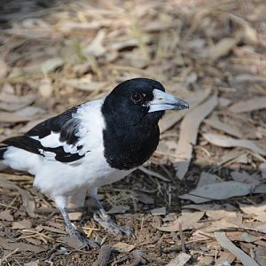 Pied butcherbird