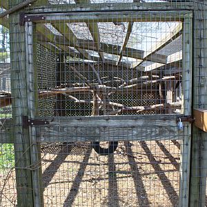 Vervet Monkey Outdoor Exhibit