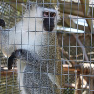 Vervet Monkey