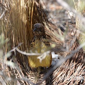 Spotted bowerbird in bower.