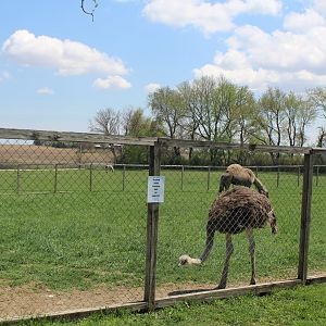 Ostrich + Camel Enclosure
