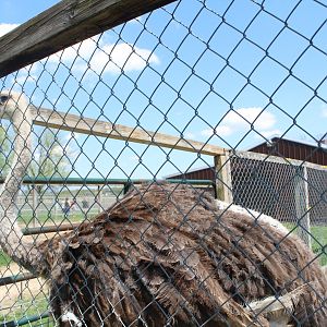 Ostrich Up Close