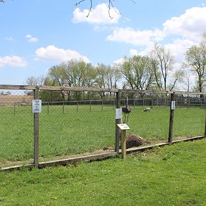 Ostrich + Camel Enclosure