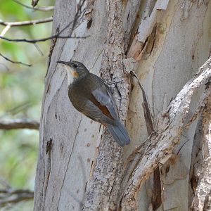 White-throated tree-creeper