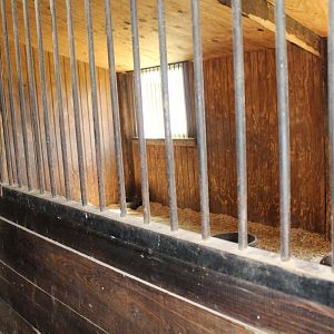 Red Kangaroo Exhibit