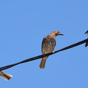 Fig birds.  (Southern form)