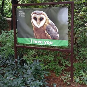Cute Owl Signage