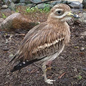 Stone Curlew