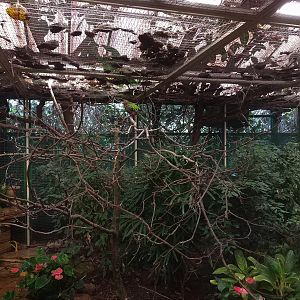 Golden-headed Quetzal Aviary