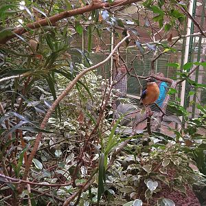 Blue-winged Pitta