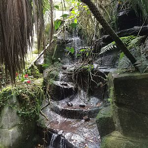Waterfall - Regenwald