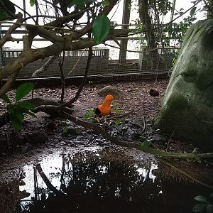 Andean Cock-of-the-rock