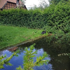 Dwarf Cassowary Paddock