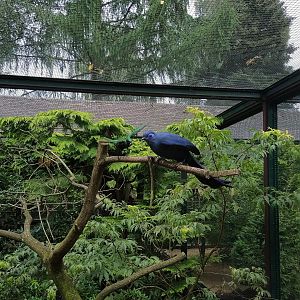 Blue Coua & Emerald Starling