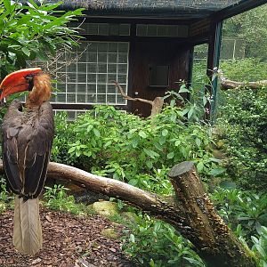 Rufous Hornbill