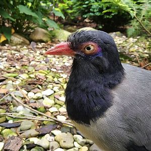 Coral-billed Ground Cuckoo