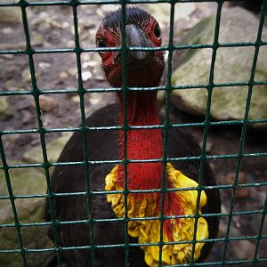 Australian Brush Turkey