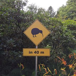 Kiwi Signage
