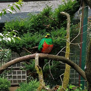 Golden-headed Quetzal