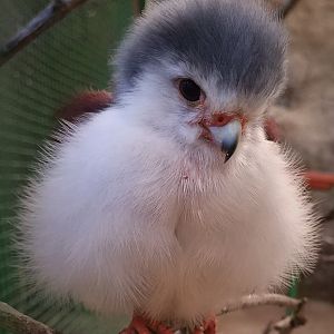 Pygmy Falcon