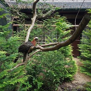 White-crested Guan