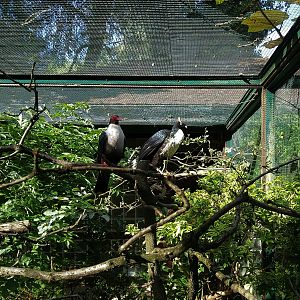 Papuan Pigeon and Horned Guan