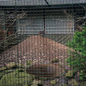 Australian Brush Turkey Nesting Mound