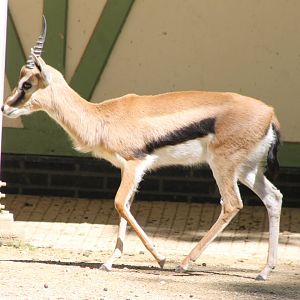 Thomsons gazelle