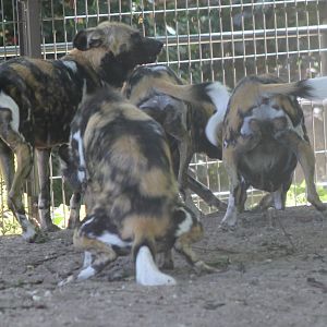 African wild dogs