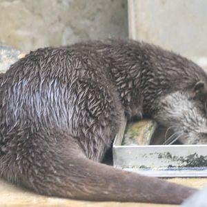 Asian small-clawed otter