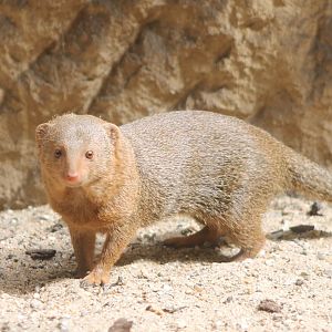 Dwarf mongoose