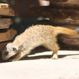 Young Meerkat