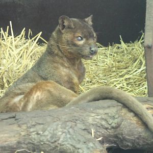 Fossa