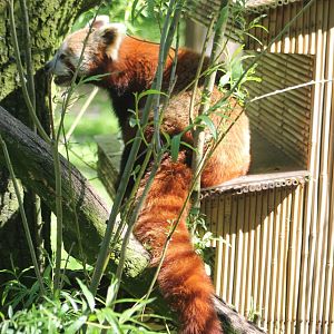 Red panda