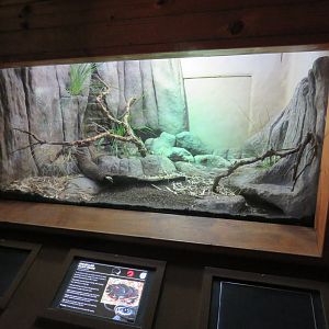 Red Bellied Black Snake Enclosure