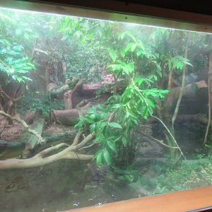 Gippsland Water Dragon Enclosure