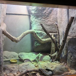 Merten's Water Monitor Exhibit