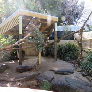 Koala Exhibit