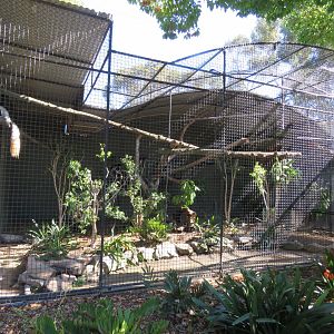 Black and White colobus