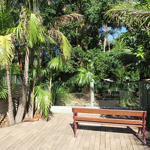 Goodfellow's Tree Kangaroo Exhibit