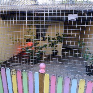 Hermann's Tortoise Exhibit