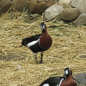 Red-Breasted Geese Debut in Musk Deer Exhibit