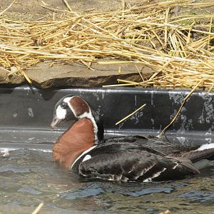 Red-Breasted Geese Debut in Musk Deer Exhibit