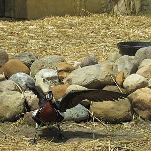 Red-Breasted Geese Debut in Musk Deer Exhibit